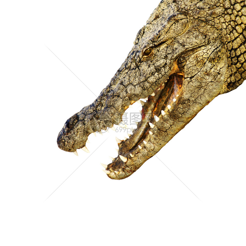 有尖利牙齿的鳄鱼图片