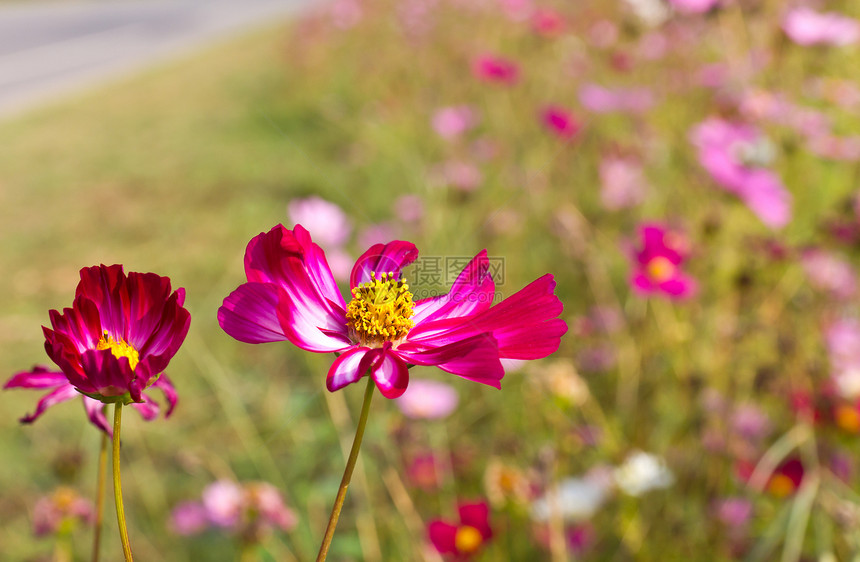 红宇宙花朵紫色季节雏菊森林植物群场地菊科叶子农村公园图片