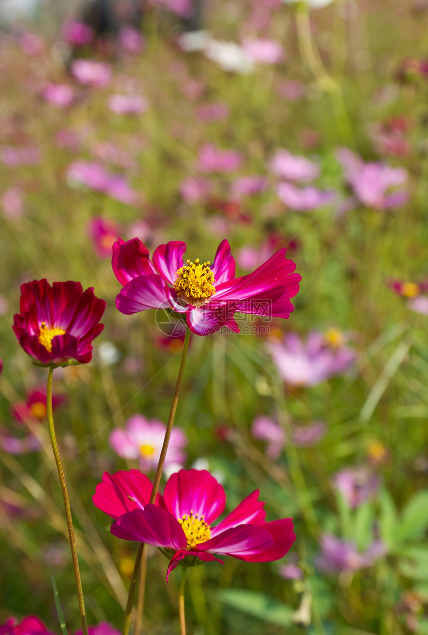 红宇宙花朵紫色花瓣花园菊科农村植物群公园场地森林雏菊图片