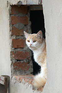 黄猫生活宠物手表羊毛捕食者黄色邮政窗户胡须背景图片