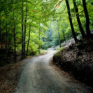 在公园里木头阴影绿色秘密场景叶子乡村森林季节背景图片