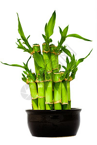 绿竹生存生育力生活植物力量生长幼苗绿色背景图片