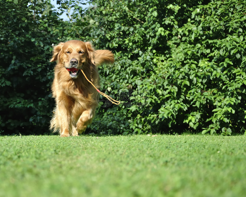 金色猎犬带着玩具跑在公园里图片