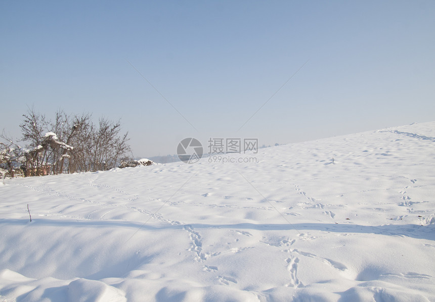 下雪景季节木头照明环境降雪气候假期森林植物群阳光图片