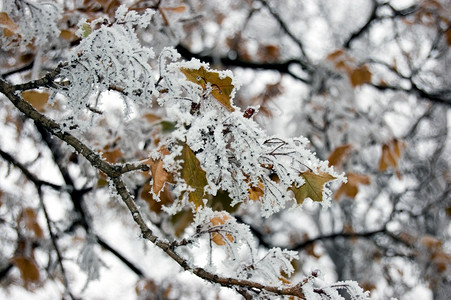 霜季节公园天气树木背景图片