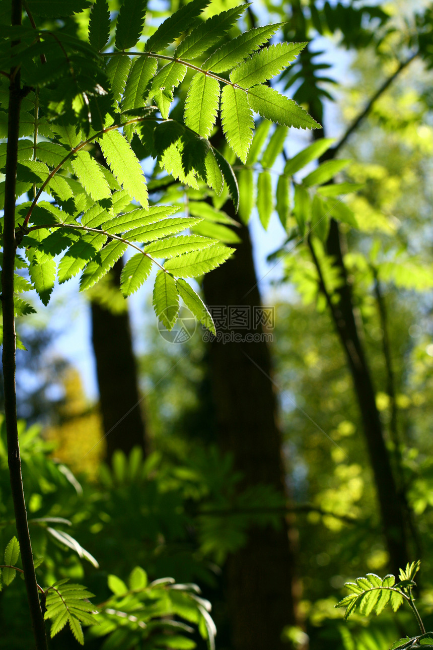 令人难以置信的绿色绿叶叶叶树叶日光风景墙纸季节晴天森林太阳荒野雨林阳光图片