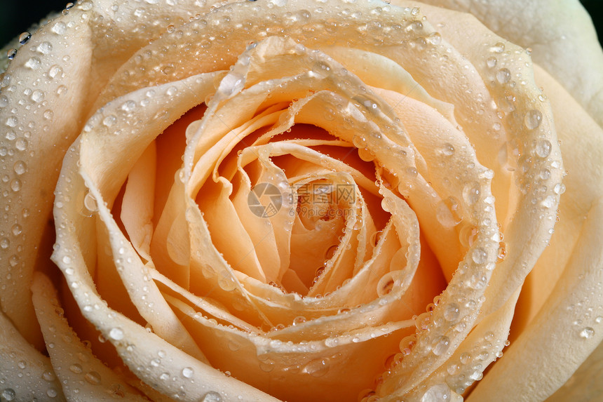 白玫瑰花花园纪念日宏观季节周年庆典玫瑰礼物婚礼花瓣图片