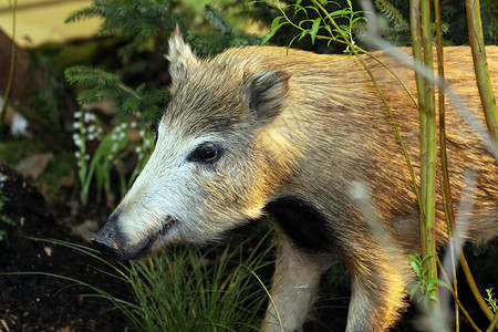 野猪公园鼻子荒野捕食者农场怪物野生动物力量蹄子危险危险的高清图片素材