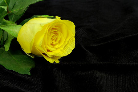 黑色的黄玫瑰死亡周年黄色新娘情人奢华火葬场材料婚姻婚礼背景图片