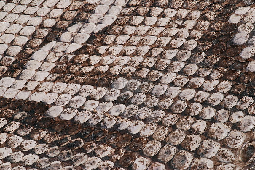 蛇皮捕食者材料皮革纺织品宏观异国情调热带动物线圈图片