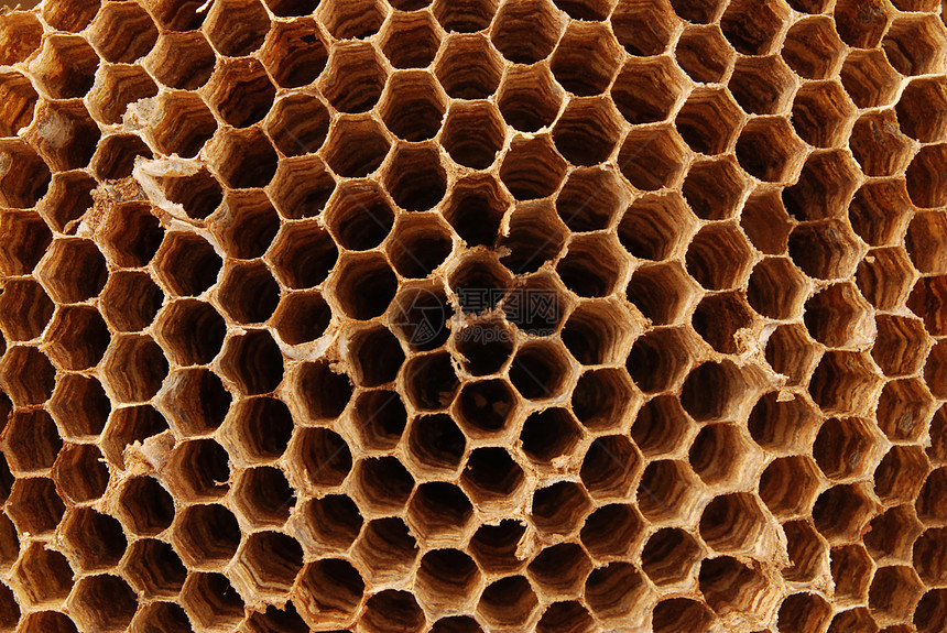 大蜂巢图片