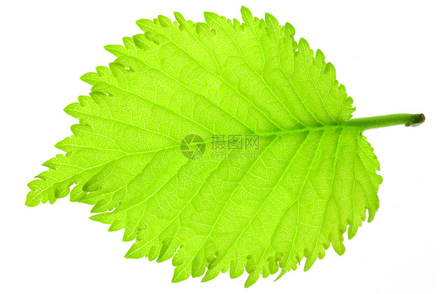 叶子宏观绿色榛子植物群植物学白色植物心形静脉背光图片