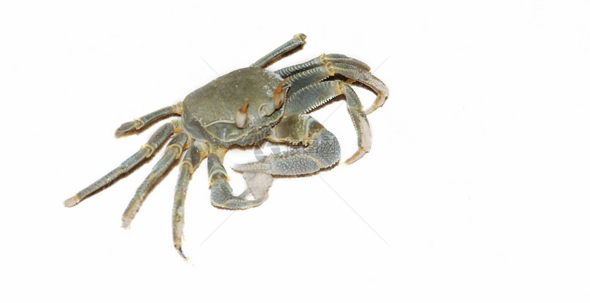 螃蟹甲壳美味白色动物海洋海鲜餐厅红色佳肴蒸汽图片