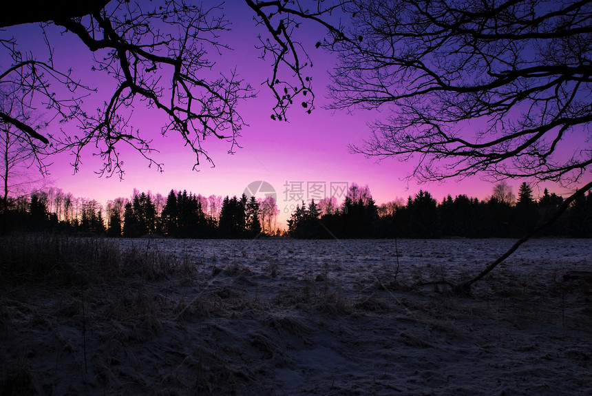 冬天日出分支机构天空场地森林树木远景紫色图片