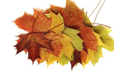 树叶季节性黄色静物宏观季节叶子活力白色橙子红色背景图片