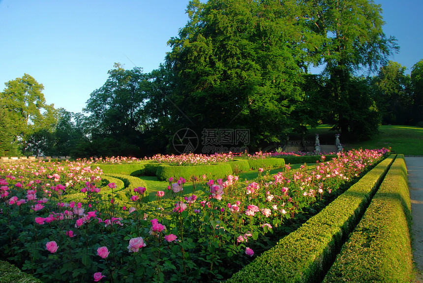 玫瑰园季节性草地树篱粉色和平季节玫瑰小路花园爱好图片