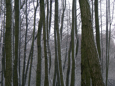 冬季森林树木生长白色木头冻结背景图片
