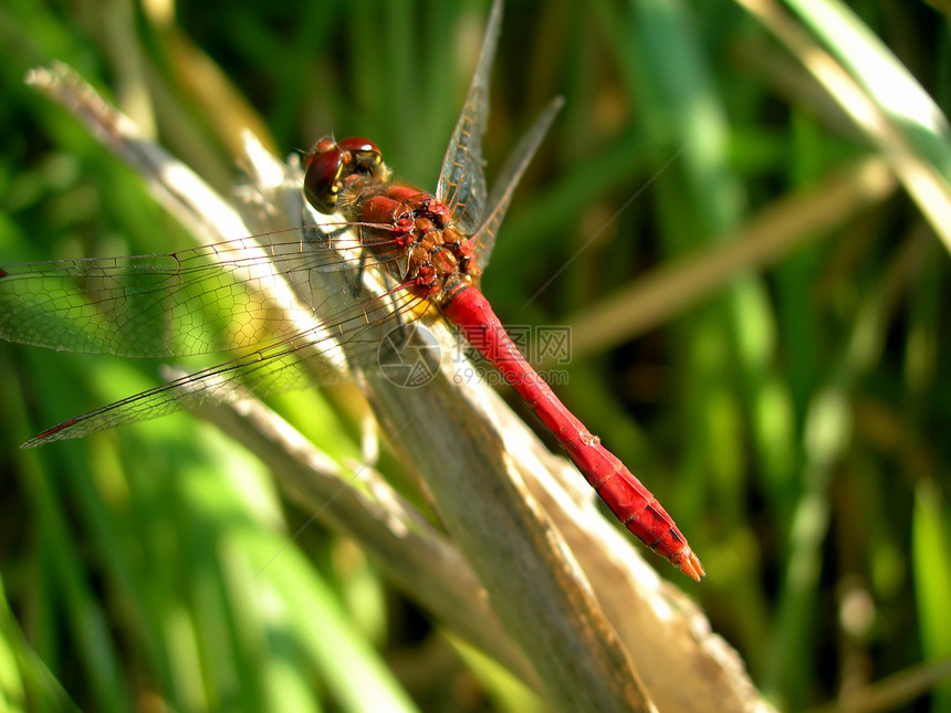 红速度生物昆虫学叶子身体脆弱性昆虫动物宏观生活图片