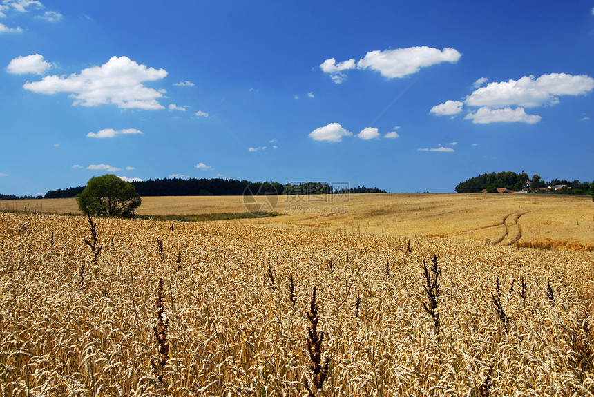小麦田燕麦谷物全景季节金子村庄玉米植物种子小麦图片