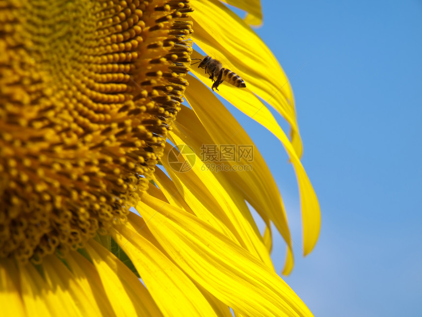 向日向幸福天空植物花粉农场蓝色花瓣收集植物群蜂蜜图片