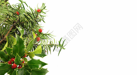 圣诞节树叶绿色红豆杉框架浆果松树红色植物背景图片