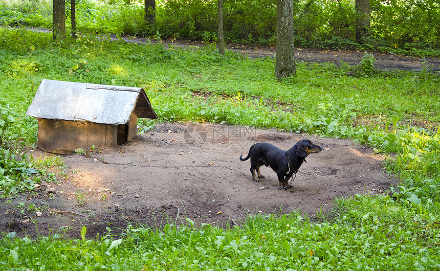 狗宠物 dachshund 香肠和狗链狗小屋图片