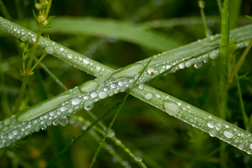绿草宏观液体植物群植物环境植被草地生长圆圈叶子水分图片
