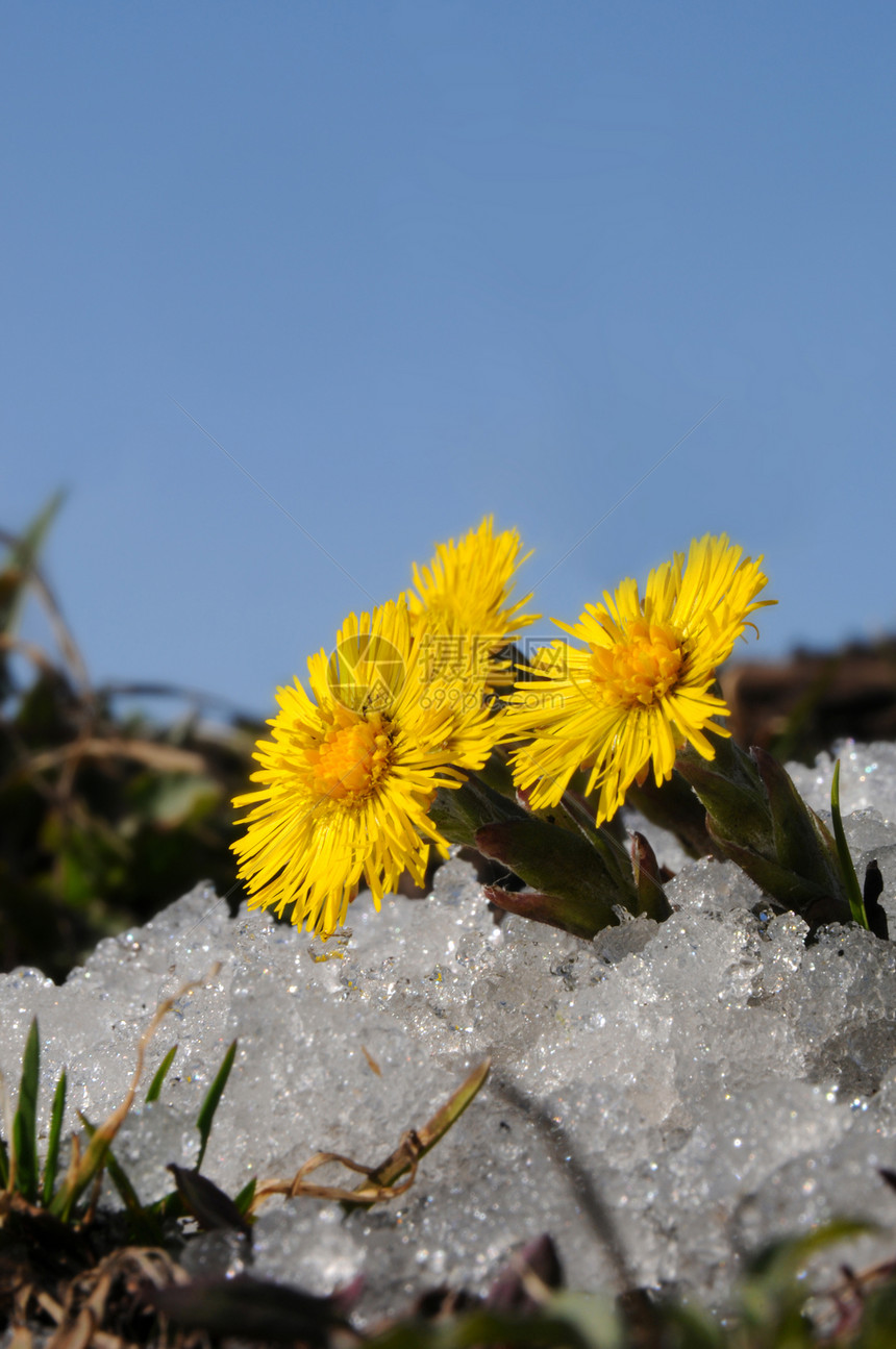下雪时的科尔茨脚花朵票价荒野植物花瓣法法黄色蓝色天堂太阳图片