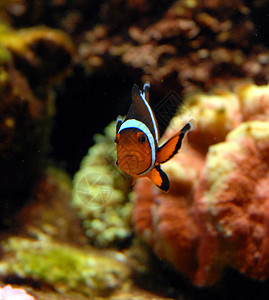 小丑鱼高清小丑鱼海洋鱼缸动物热带鱼背景