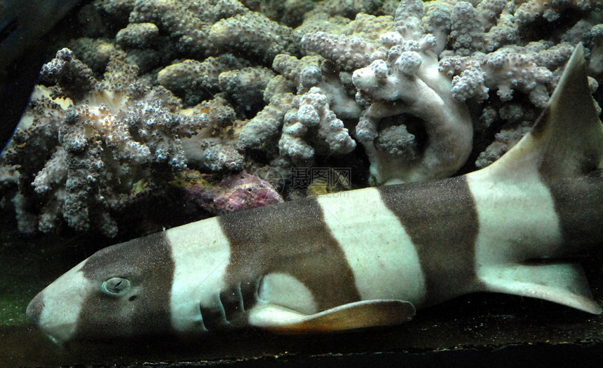 小鲨鱼水族馆动物热带白色角鲨捕食者鱼缸护士鲨珊瑚黑色图片