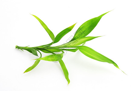 竹子枝条活力植物白色叶子宏观背景图片
