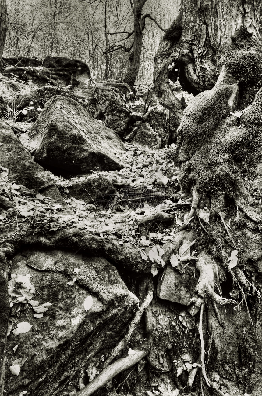 蚊子和树根生活地形外星人花园迷雾草皮苔藓行星巨石森林图片