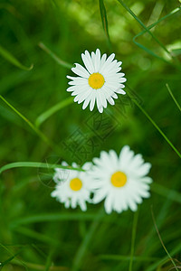 白焦米绿色植物白色甘菊场地背景图片