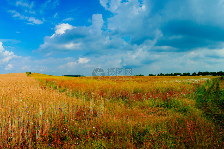 字段和天空乡村小麦场景农业黄色季节金子环境植物蓝色图片