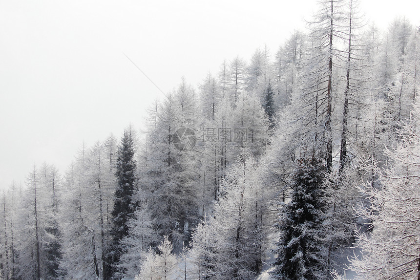 积雪中的森林高地天气暴风雪季节阳光降雪蓝色太阳天空树木图片