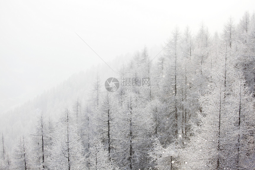 积雪中的森林首脑木头全景环境场景蓝色太阳公园季节照明图片