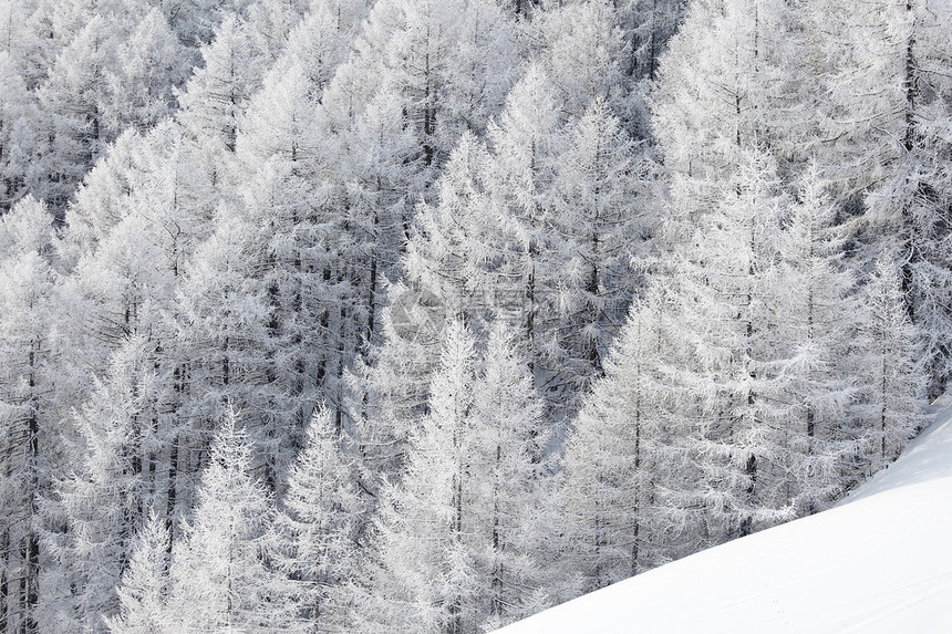 积雪中的森林降雪蓝色首脑季节照明场景公园太阳暴风雪阳光图片