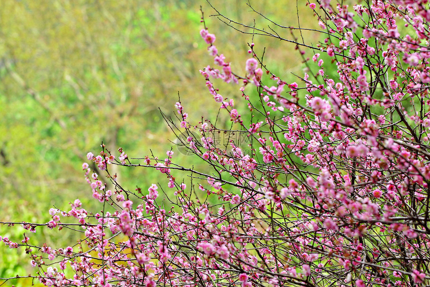 梅花花粉色花朵花瓣衬套季节植物群植物花期李子园艺图片