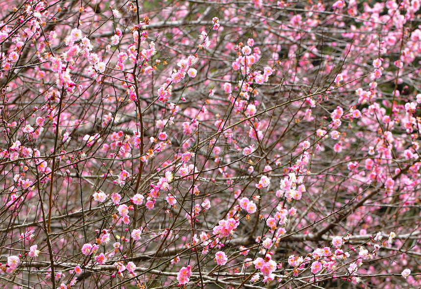 梅花美丽乡村季节花朵植物衬套园艺粉色李子花期图片