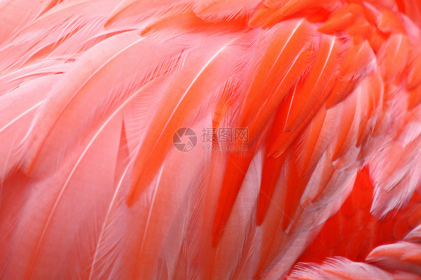 Flammingo 羽毛鸟类动物群粉色荒野异国火烈鸟鹦鹉金刚鹦鹉外套翅膀图片