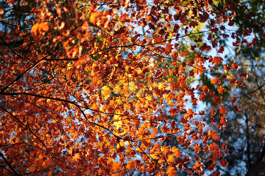带有选定焦点的彩色干叶蓝色黄色树叶季节性叶子红色天空图片