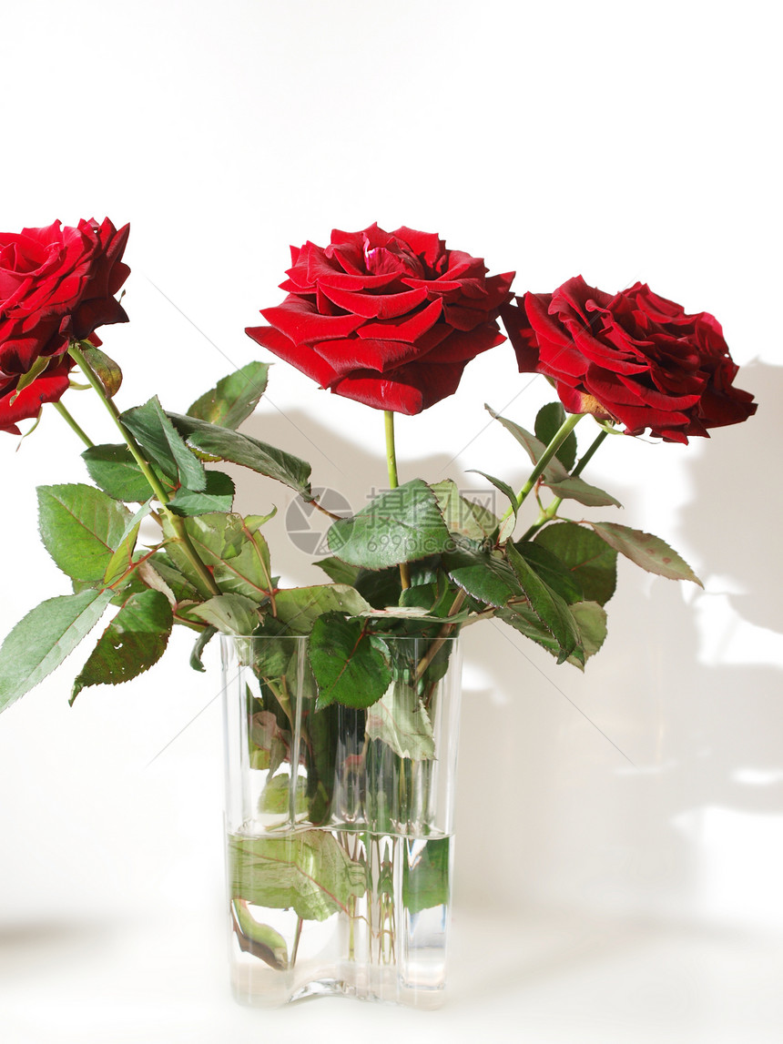 红玫瑰惊喜花瓣花瓶白色植物学庆典念日植物花店展示图片