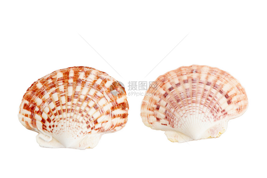 两枚贝壳海洋温泉艺术装饰品海岸图片