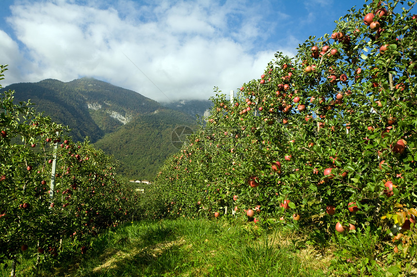 果园水果活力农业美食蓝色叶子天空太阳团体食物图片