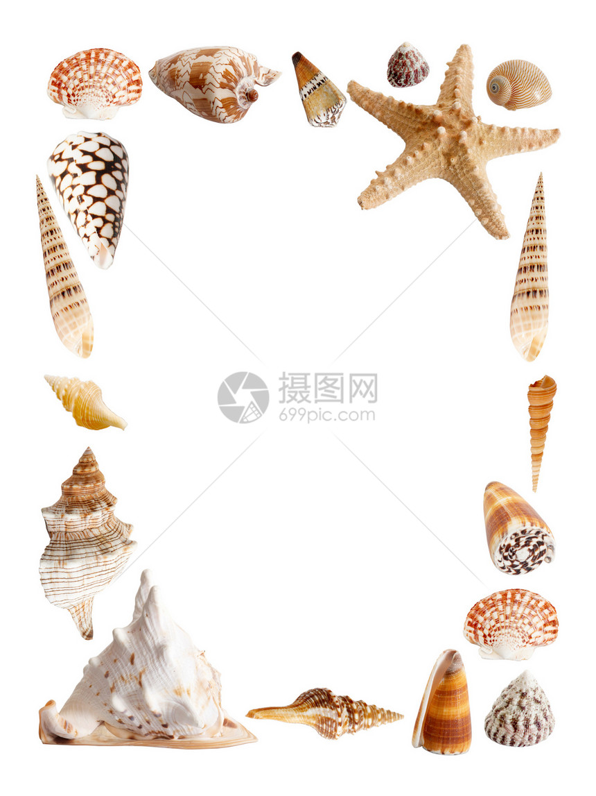 贝壳装饰品温泉海岸框架艺术海洋图片