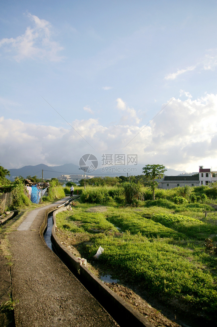 香港农地生长培育农场季节栽培花园叶子土地植物沙拉图片