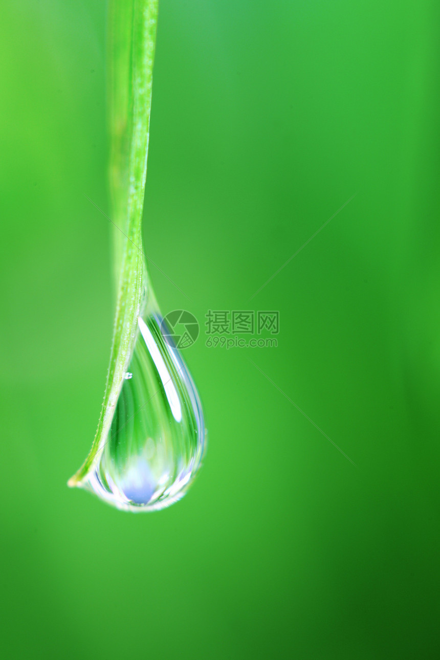 大水滴背景刀刃液体雨滴生长叶子草本植物宏观阳光树叶图片