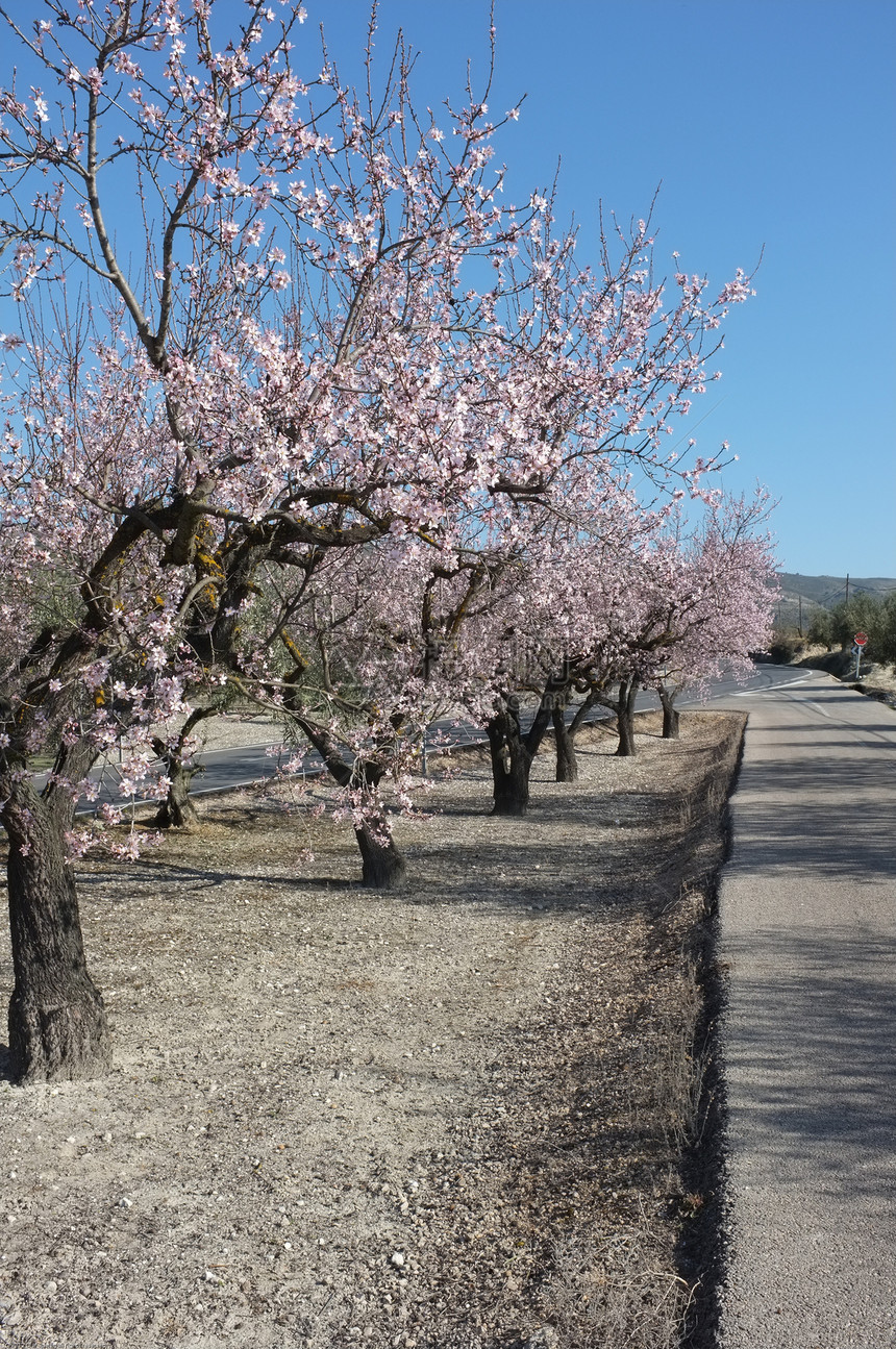 春季路粉色农业阳光风景种植园树木树林晴天场地图片