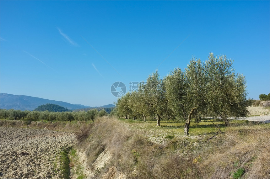 橄榄种植园树林水平树木阳光晴天场地农村农业乡村图片