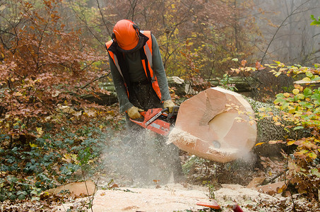 伐木工人和林木力量樵夫头盔森林木材伐木工安全职业危险男人背景图片